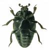 Saprinus maculatus